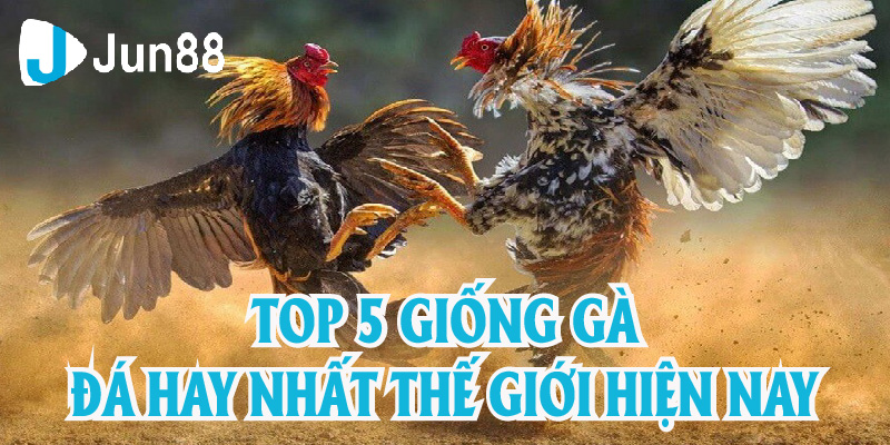 Jun88 Tiết Lộ Top 5 Giống Gà Đá Hay Nhất Thế Giới Hiện Nay