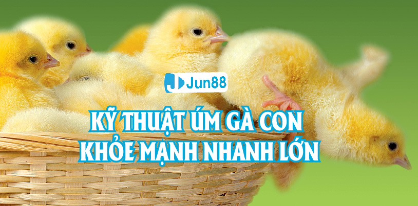 Jun88 - Kỹ Thuật Úm Gà Con Khỏe, Nhanh Lớn, Giảm Tỷ Lệ Mắc Bệnh